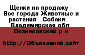 Щенки на продажу - Все города Животные и растения » Собаки   . Владимирская обл.,Вязниковский р-н